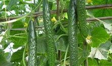 新黄瓜最新爆料新闻