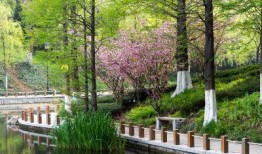 青岛植物园最新爆料,探秘植物王国新篇章